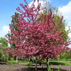 Royal Raindrops® Crabapple Tree -Garden-Plants Royal Raindrops Crabapple 2