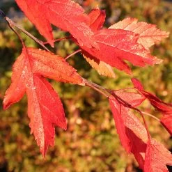Royal Raindrops® Crabapple Tree -Garden-Plants Royal Raindrops Crabapple 4