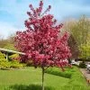 Royal RaindropsĀ® Crabapple Tree 2 Royal RaindropsĀ® Crabapple Tree -Garden-Plants Royal Raindrops Crabapple 600x600 d2fb66a7 8df8 4a13 9378 65bf4b5229e8