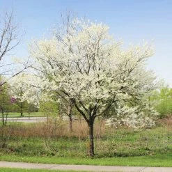 Royal White Redbud Tree -Garden-Plants Royal White Redbud 1