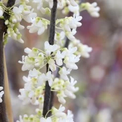 Royal White Redbud Tree -Garden-Plants Royal White Redbud 5 FGT
