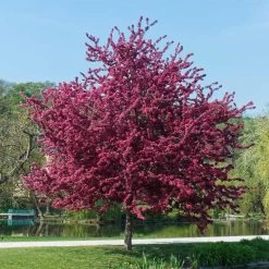Royalty Crabapple Tree 9 Royalty Crabapple Tree -Garden-Plants Royalty Crabapple 5 BB