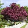 Royalty Crabapple Tree -Garden-Plants Royalty Crabapple FGT 600x600 d774e7b4 d01c 4958 babc a565dfd4fbc1