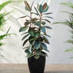 Rubber Plant (Ficus) -Garden-Plants Rubber Tree FGT