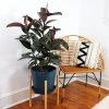 Rubber Plant (Ficus) -Garden-Plants Rubber Tree FGT 600x600 a1b1e972 8a48 4401 ae81 34d27ff9b0f1