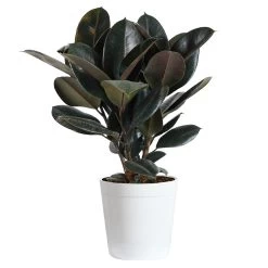 Rubber Plant (Ficus) -Garden-Plants Rubber Tree delilah white