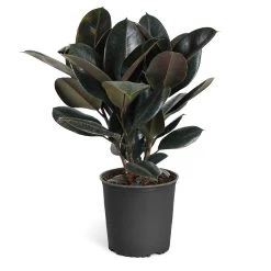 Rubber Plant (Ficus) -Garden-Plants Rubber Tree standard