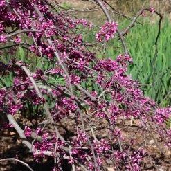 Ruby Falls Redbud Tree -Garden-Plants Ruby Falls Redbud 5 FGT