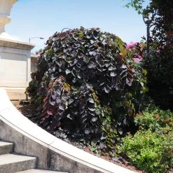 Ruby Falls Redbud Tree -Garden-Plants Ruby Falls Redbud 8