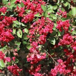 Ruby Prince™ Emerald Empire® Crape Myrtle Tree 9 Ruby Prince™ Emerald Empire® Crape Myrtle Tree -Garden-Plants Ruby Prince Crape Myrtle 1