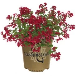 Ruby Prince™ Emerald Empire® Crape Myrtle Tree 10 Ruby Prince™ Emerald Empire® Crape Myrtle Tree -Garden-Plants Ruby Prince Crape Myrtle 2