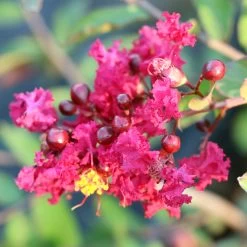 Ruby Prince™ Emerald Empire® Crape Myrtle Tree 11 Ruby Prince™ Emerald Empire® Crape Myrtle Tree -Garden-Plants Ruby Prince Crape Myrtle 3