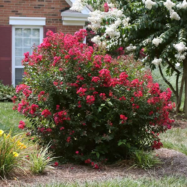 Ruby Prince™ Emerald Empire® Crape Myrtle Tree 3 Ruby Prince™ Emerald Empire® Crape Myrtle Tree