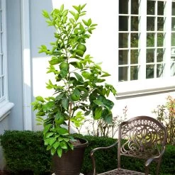 Ruby Red Grapefruit Tree 11 Ruby Red Grapefruit Tree -Garden-Plants Ruby Red Grapefruit 8