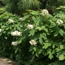 Ruby Slippers Hydrangea Shrub 8 Ruby Slippers Hydrangea Shrub -Garden-Plants Ruby Slippers Hydrangea 2