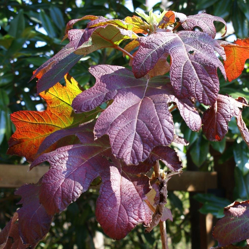 Ruby Slippers Hydrangea Shrub 6 Ruby Slippers Hydrangea Shrub - Image 4