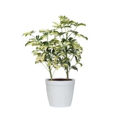 Variegated Dwarf Umbrella - Schefflera Trinette -Garden-Plants SCH TRI1 delilah white