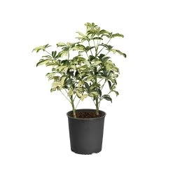 Variegated Dwarf Umbrella - Schefflera Trinette -Garden-Plants SCH TRI1 standard pot