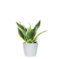 Black Gold Snake Plant -Garden-Plants SNK BGD.6 delilah white 0946450a 4f7e 4dcf 84a0 90b863f99ace