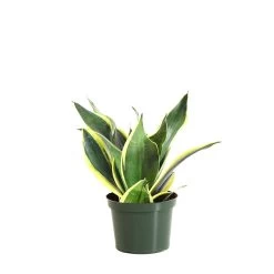 Black Gold Snake Plant -Garden-Plants SNK BGD.6 standard pot 2fc812f6 b7d5 4458 95e7 f1f55451fc45