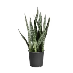 Zeylanica Snake Plant -Garden-Plants SNK ZEY1