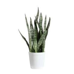 Zeylanica Snake Plant -Garden-Plants SNK ZEY1 delilah white