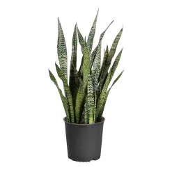 Zeylanica Snake Plant -Garden-Plants SNK ZEY3