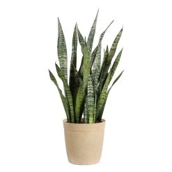 Zeylanica Snake Plant -Garden-Plants SNK ZEY3 BEIGEDELILAH