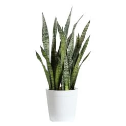 Zeylanica Snake Plant -Garden-Plants SNK ZEY3 WHITEDELILAH