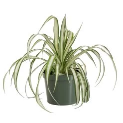 Spider Plant -Garden-Plants SPI PLA1