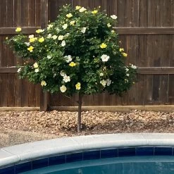 Sunny Knock Out® Rose Tree 8 Sunny Knock Out® Rose Tree -Garden-Plants SUnny knockout Rose Tree 3