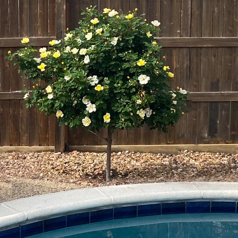 Sunny Knock Out® Rose Tree 5 Sunny Knock Out® Rose Tree - Image 3