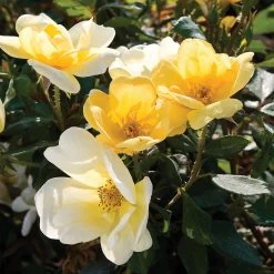 Sunny Knock Out® Rose Tree 9 Sunny Knock Out® Rose Tree -Garden-Plants SUnny knockout Rose Tree 4 FGT