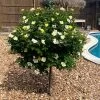 Sunny Knock Out® Rose Tree -Garden-Plants SUnny knockout Rose Tree FGT 600x600 e7cea815 3cdf 4b5d 992e 2a43e91401b3