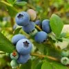 Sunshine Blue Blueberry Bush -Garden-Plants SUnshine BLue Blueberry 600x600 098e1864 ee66 427c 8dcd c9654f9f3607
