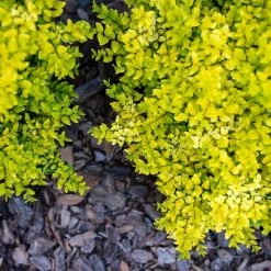 Sunshine Ligustrum Shrub -Garden-Plants SUnshine Ligustrum 2 FGT