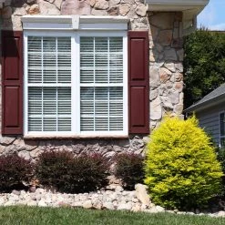 Sunshine Ligustrum Shrub -Garden-Plants SUnshine Ligustrum 5