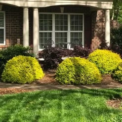 Sunshine Ligustrum Shrub -Garden-Plants SUnshine Ligustrum 7 e9be5f8f a606 4495 ac32 d8f61b2e15c7