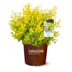 Sunshine Ligustrum Shrub -Garden-Plants SUnshine Ligustrum 9