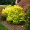 Sunshine Ligustrum Shrub -Garden-Plants SUnshine Ligustrum FGT 600x600 f0101ae6 a571 46c8 bebd 540fda4bb091