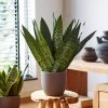 Zeylanica Snake Plant