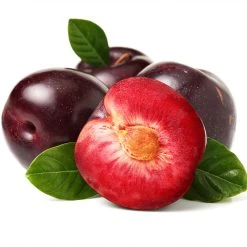 Satsuma Plum Tree -Garden-Plants Satsuma Plum 2