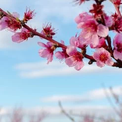 Saturn Peach Tree -Garden-Plants Saturn Peach Tree 4