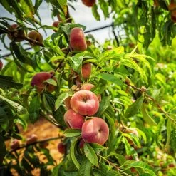 Saturn Peach Tree -Garden-Plants Saturn Peach Tree 5
