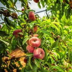 Donut Saturn Peach Tree 14 Donut Saturn Peach Tree -Garden-Plants Saturn Peach Tree 5 21ea4320 798c 41bd 932e b7297febbf6c