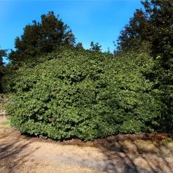 American Holly -Garden-Plants Satyr Hill American Holly 2 FGT