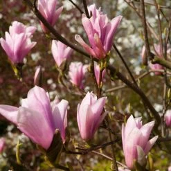 Saucer Magnolia Tree 9 Saucer Magnolia Tree -Garden-Plants Saucer Magnolia 2 FGT
