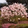 Saucer Magnolia Tree -Garden-Plants Saucer Magnolia FGT 600x600 e0f2a976 c093 4234 9194 f097ff35a12b