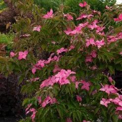 Scarlet Fire® Dogwood Tree -Garden-Plants Scarlett Fire 1