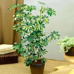 Variegated Dwarf Umbrella - Schefflera Trinette -Garden-Plants Schefflera Trinette 1 dd1dbf63 7809 4a3d 938b 20ab4b85cc04